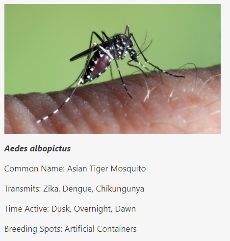 Picture of Aedes albopictus